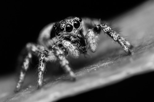 Zebra Jumping Spider