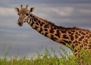 Colour Print 2nd What a Neck - Jane Haycocks