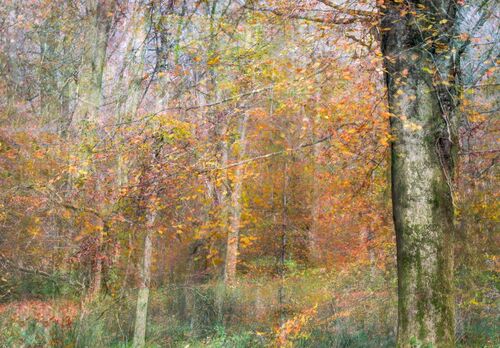 Adrian Cook Autumn colour 1