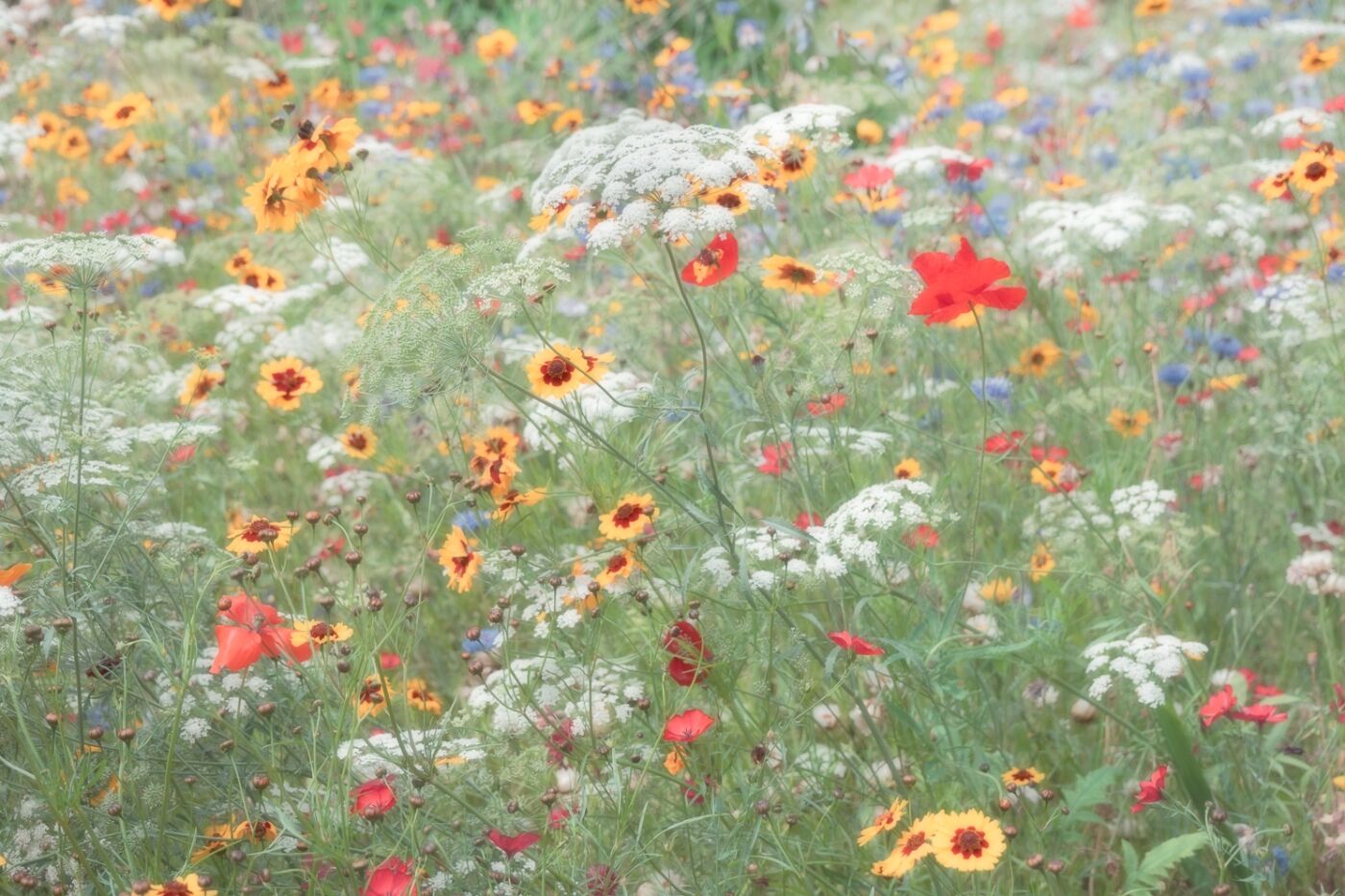 Adrian Cook Summer Colours 1