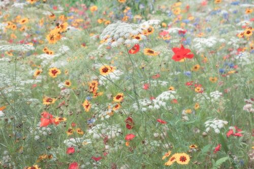 Adrian Cook Summer Colours 1