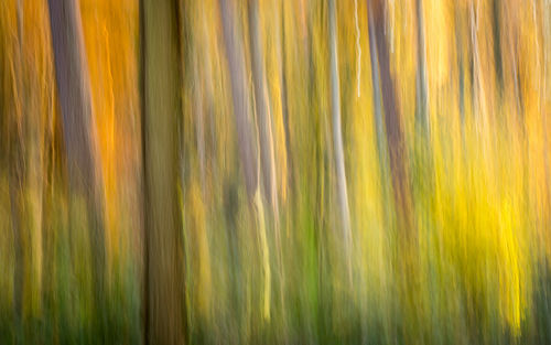Autumn- DavidHewett-Highly Commended