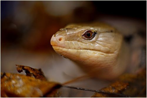 Blue Skink - Rakesh Nar- 3rd Place