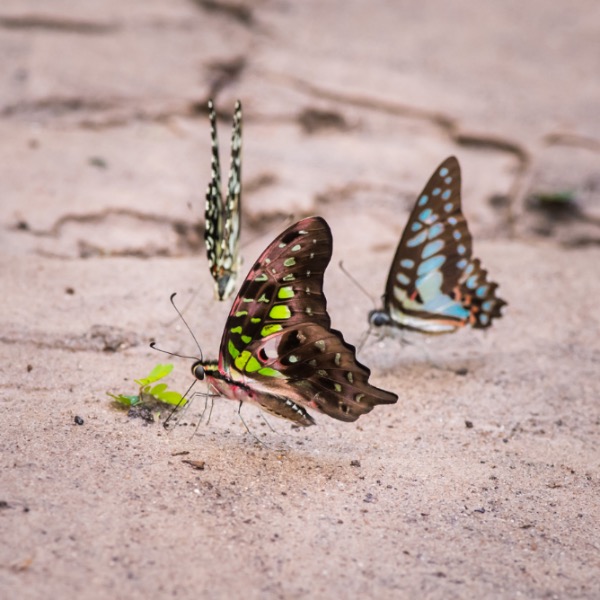 Butterfly Trio
