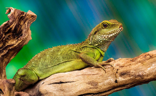 Chameleon- Ted Seiry- 2nd Place