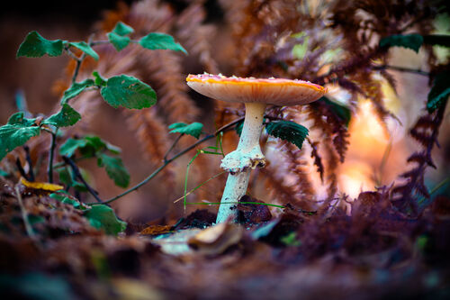 Christopher Harris Fly agaric 1