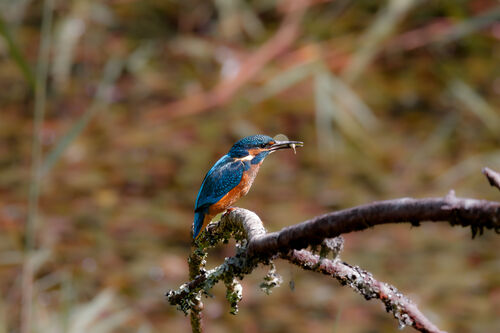 Christopher Harris Gone Fishing 1
