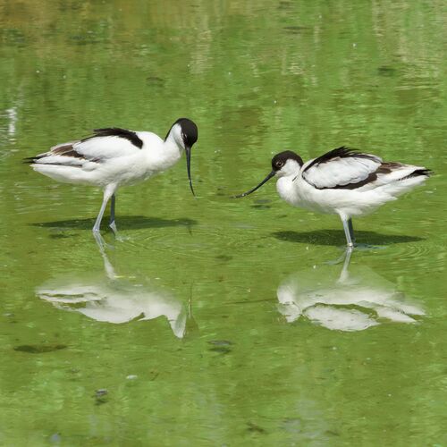 Having a wade of a time 1