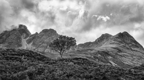 Mountain Tree