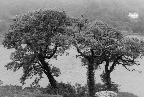Oaks in the Mist