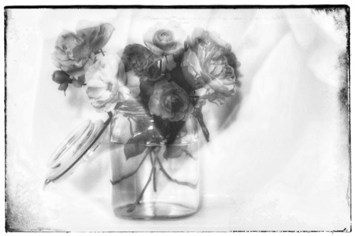 Commended: Summer Roses by Judith Haines
