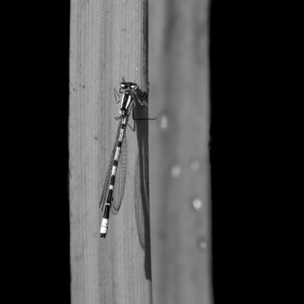 Monochrome 3rd Place: Damoiselle by David Hewett