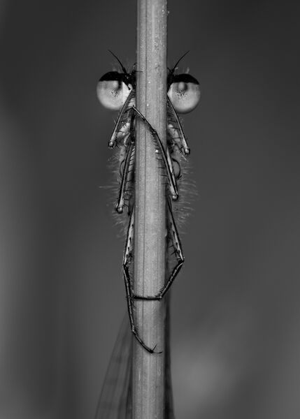 Monochrome 1st: Demoiselle