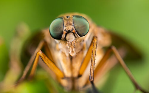 Marsh Snipe Fly