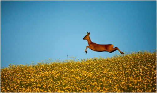 Colour 3rd: Deer by Rod Hollister