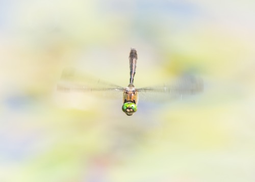 DPI 2nd: Downey Emerald by David Hewett