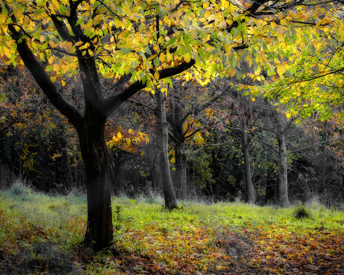 Autumn Glade