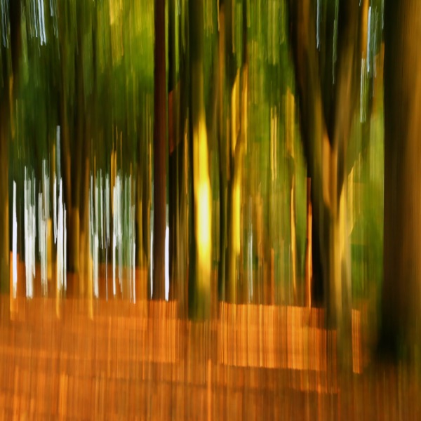 Commended:Forest Movement by Rod Hollister