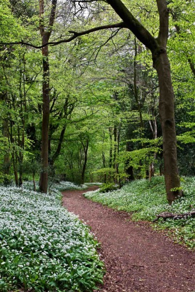 Colour Highly Commended: Forest Path by Roger Harvey