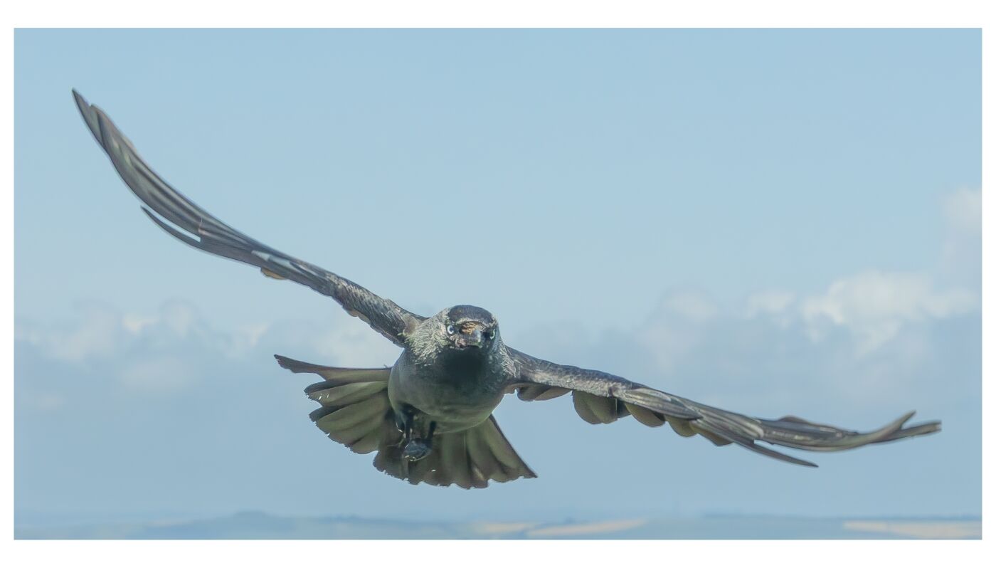Gareth Lewis Bird in Flight 1