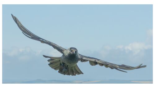 Gareth Lewis Bird in Flight 1