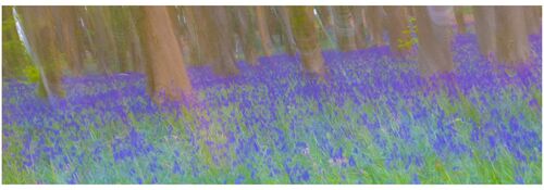 H/C Gareth Lewis Bluebells 1