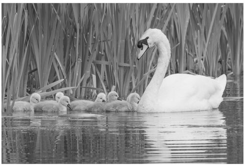Pen and Cygnets 1