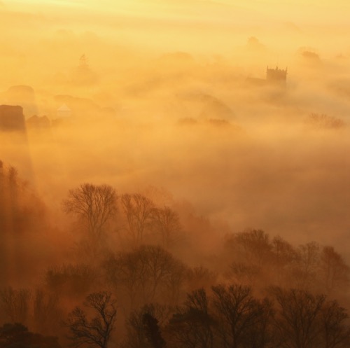 Golden Mist
