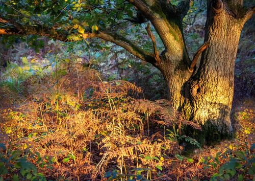 Graham Cole Autumn Gold 1