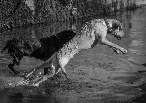Graham Cole Diving Dog 1