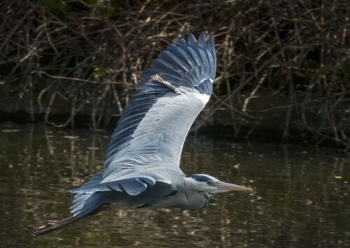 Heron 1