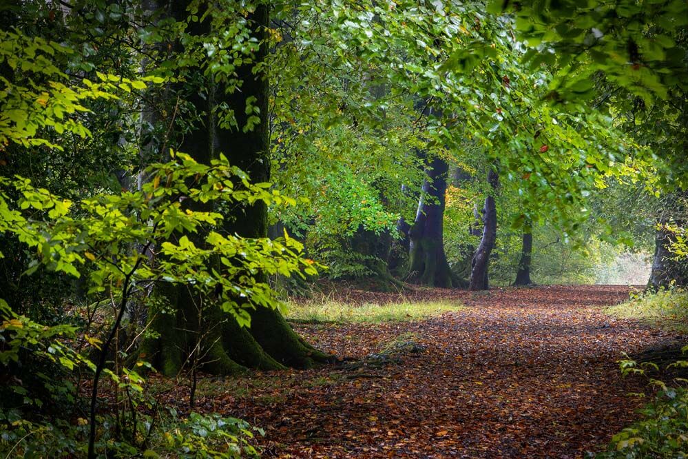 HC Roger Harvey NETHER WOOD 1