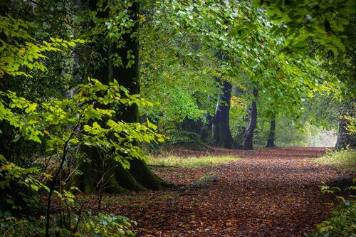 HC Roger Harvey NETHER WOOD 1