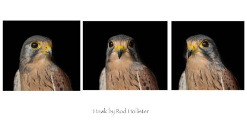 Hawk