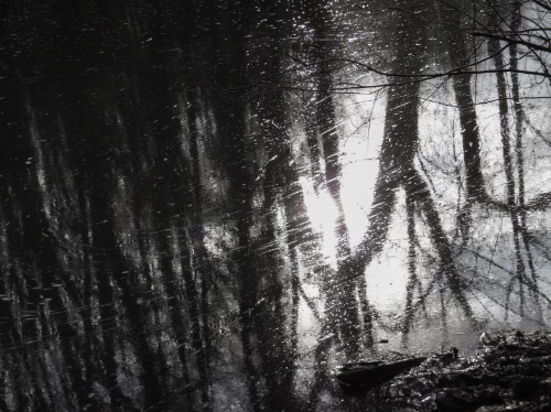 Reflections at Snuff Mills