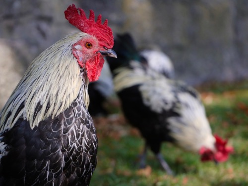 Porto Roosters