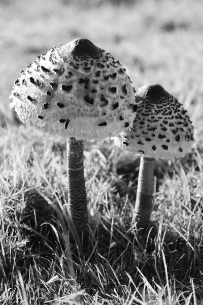 Highly Commended Monochrome: Toadstools by Jane Haycocks