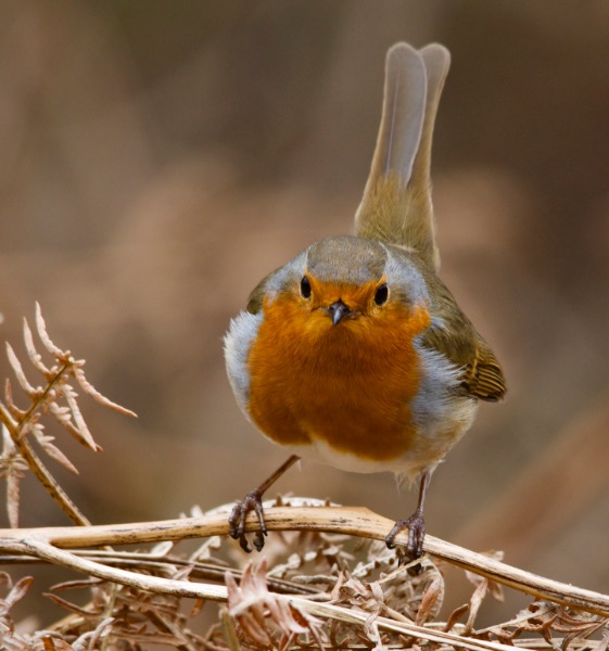 Colour 2nd: Robin Redbreast by Jane Haycocks