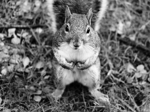 Mono Chrome Highly Commended: More Please