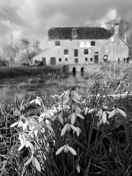 Mono Chrome Highly Commended: Snowdrops at Sturminster Marshall Mill by Jane Haycocks