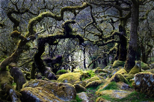 Colour Highly Commended: Through Nature's Tapestry by Trish Lock