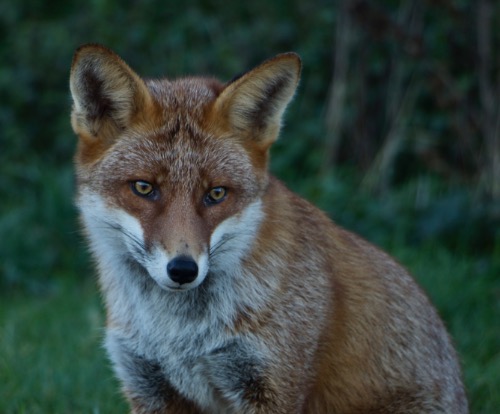 Commended Colour: Foxy Loxy