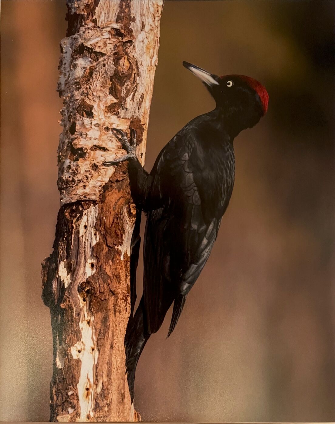 HC Black Woodpecker Jane Haycocks