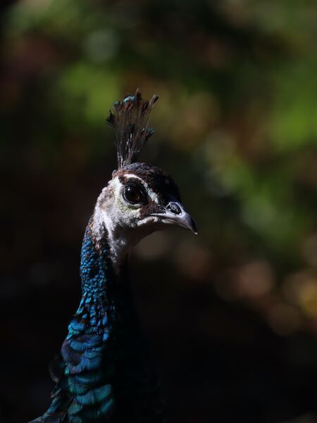 Highly Commended: Giving the eye!
