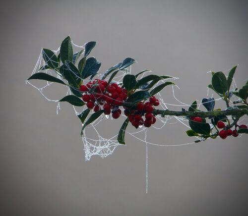 Hanging by a thread
