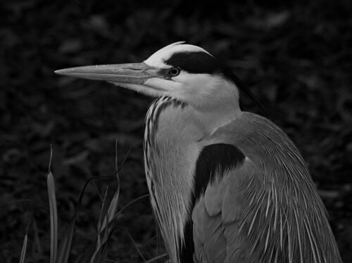 Heron
