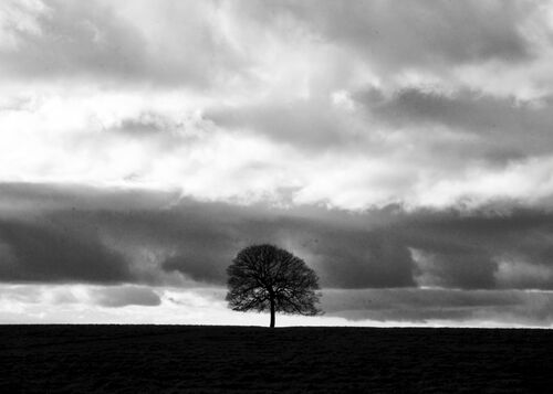 Mono Print 1st: Lone Tree