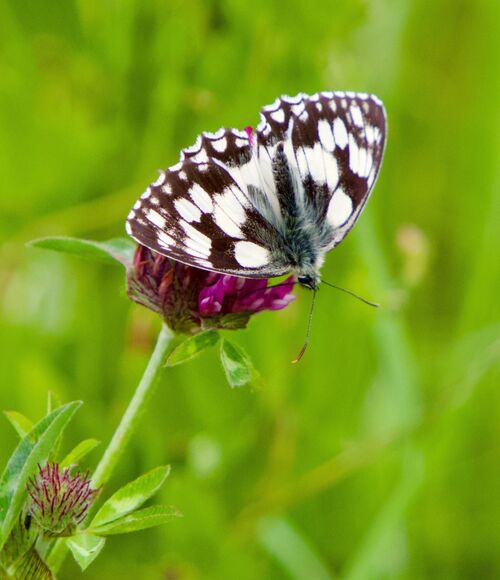 Marbled White on Red Clover