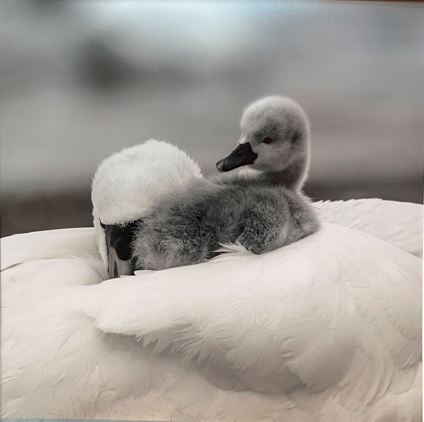 Jane Haycocks Me and my Mum! 1