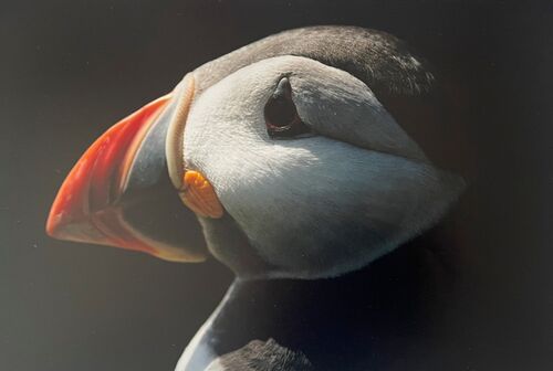 Puffin Profile 1